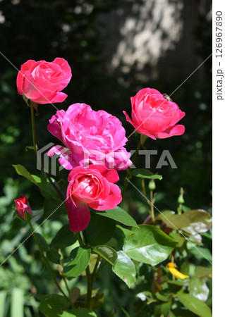 Several pink roses in different stages of bloom. Pink Roses in Natural Light 126967890