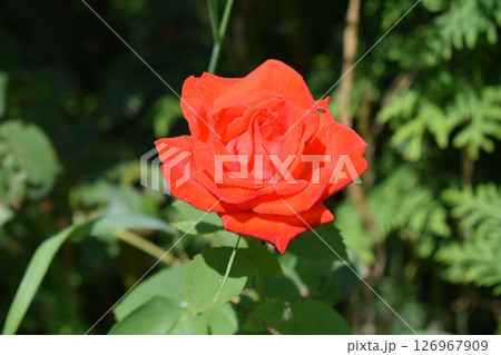 A red rose in full bloom surrounded by closed buds and green leaves. Red Rose in Full Bloom Among Buds A red rose in full bloom surrounded by closed buds and green leaves. Red Rose in Full Bloom Among Buds 126967909