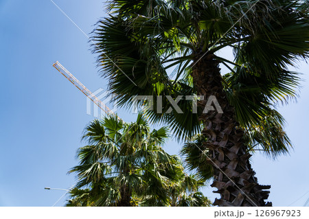 Palm trees on the background of a crane and a clear sky. A sunny day 126967923