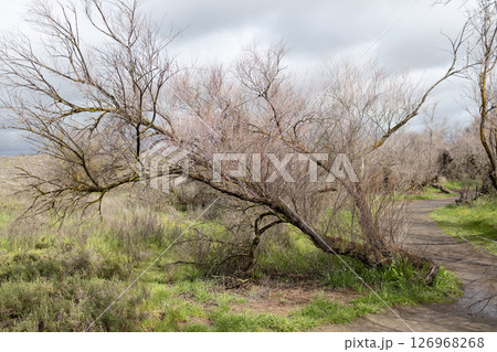 tamarix canariensis el taray tamarix canariensis el taray 126968268