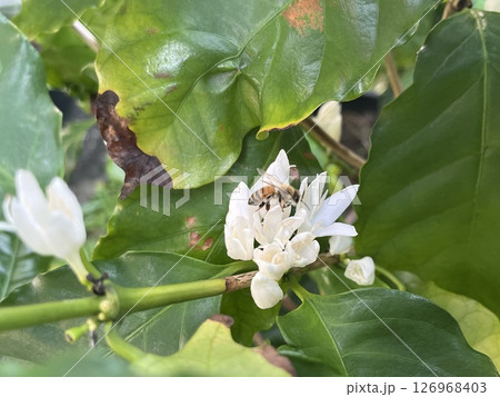 コーヒーの花とミツバチ コーヒーの花とミツバチ 126968403