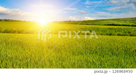 Green field of wheat with ears close-up and bright sunrise. Green field of wheat with ears close-up and bright sunrise. 126968450