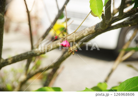 赤い花とミツバチ 赤い花とミツバチ 126968606