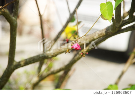 赤い花とミツバチ 126968607