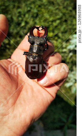A stag beetle sits on a man's hand A stag beetle sits on a man's hand 126968988