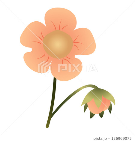 Simple cute light pink flower. Vector illustration isolated on white background. Simple cute light pink flower. Vector illustration isolated on white background. 126969073