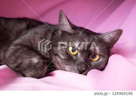Gray cat with yellow eyes lying on pink background 126969196