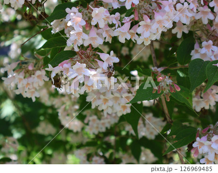 Close-Up of Flowering Shrub with Bee Amid Vibrant Colors Close-Up of Flowering Shrub with Bee Amid Vibrant Colors 126969485