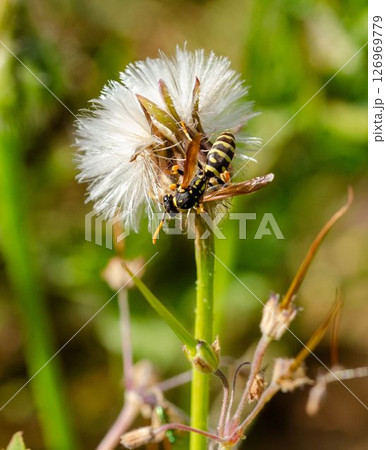 Wasp on Dandelion Seed Head in Nature Close Up Wasp on Dandelion Seed Head in Nature Close Up 126969779