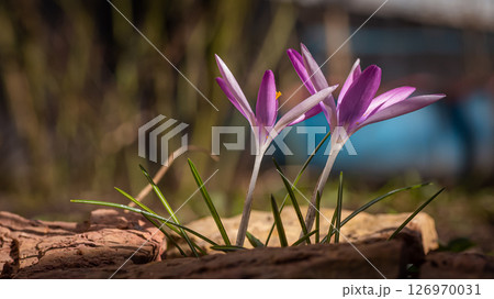 A pair of soft purple crocuses 126970031