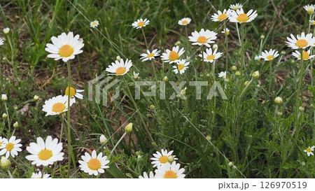 White daisy field. field of white daisies in the wind swaying close up. Concept: nature, flowers, spring, biology. Field daisies on a green field 126970519