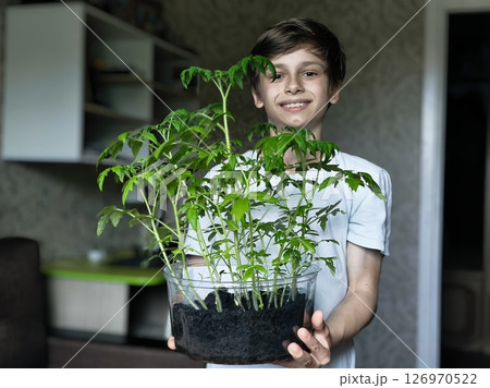 A happy teenage boy holds a tomato seedling in his hands. Boy holds a box with tomato seedlings in his hands. A happy teenage boy holds a tomato seedling in his hands. Boy holds a box with tomato seedlings in his hands. 126970522