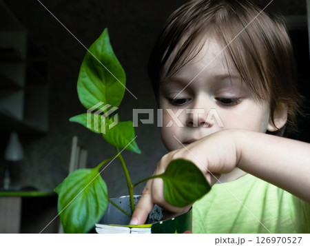 Cute baby boy holding a plant. Children and family happy childhood. Gardening. Flower and nature care concept. A small child examines pepper seedlings planted in a pot 126970527