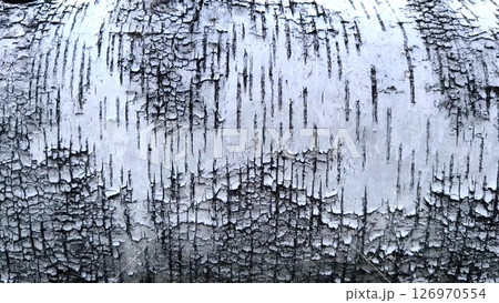 Pattern of the Silver Birch bark. close-up background birch bark black and white Pattern of the Silver Birch bark. close-up background birch bark black and white 126970554