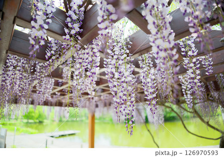 藤の花 126970593
