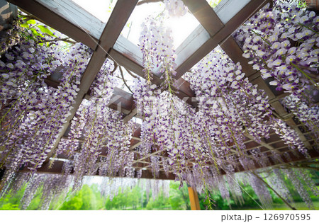 藤の花 126970595