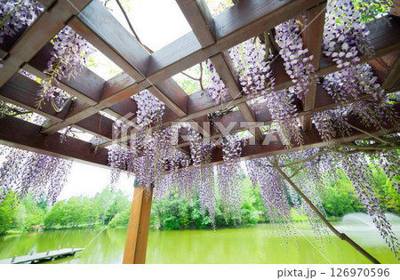 藤の花 藤の花 126970596