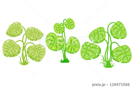 Tropical houseplants in pots. Cartoon vector illustration. 126971088