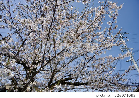 兵庫県西宮市の廣田神社の桜とコバノミツバツツジ（2025年） 126971095