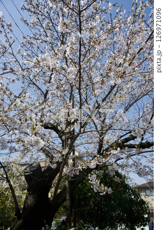 兵庫県西宮市の廣田神社の桜とコバノミツバツツジ(2025年) 兵庫県西宮市の廣田神社の桜とコバノミツバツツジ(2025年) 126971096