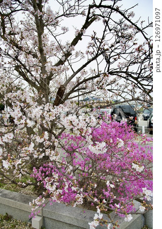 兵庫県西宮市の廣田神社の桜とコバノミツバツツジ(2025年) 兵庫県西宮市の廣田神社の桜とコバノミツバツツジ(2025年) 126971097