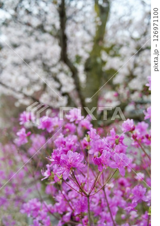 兵庫県西宮市の廣田神社の桜とコバノミツバツツジ（2025年） 126971100