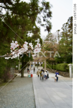 兵庫県西宮市の廣田神社の桜とコバノミツバツツジ（2025年） 126971106