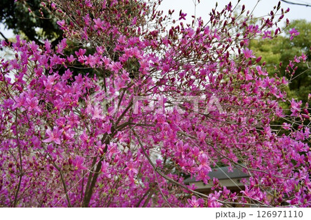 兵庫県西宮市の廣田神社の桜とコバノミツバツツジ（2025年） 126971110