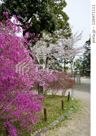 兵庫県西宮市の廣田神社の桜とコバノミツバツツジ（2025年） 126971111