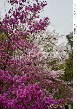 兵庫県西宮市の廣田神社の桜とコバノミツバツツジ（2025年） 126971123