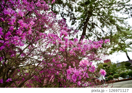 兵庫県西宮市の廣田神社の桜とコバノミツバツツジ（2025年） 126971127