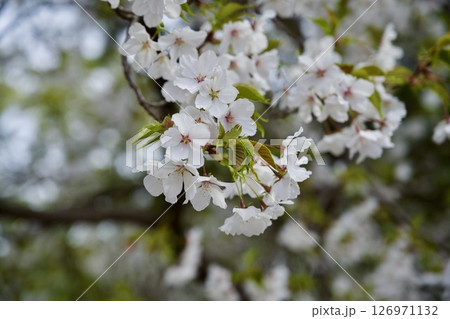 兵庫県西宮市の廣田神社の桜とコバノミツバツツジ（2025年） 126971132
