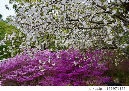 兵庫県西宮市の廣田神社の桜とコバノミツバツツジ（2025年） 126971133
