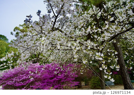 兵庫県西宮市の廣田神社の桜とコバノミツバツツジ（2025年） 126971134