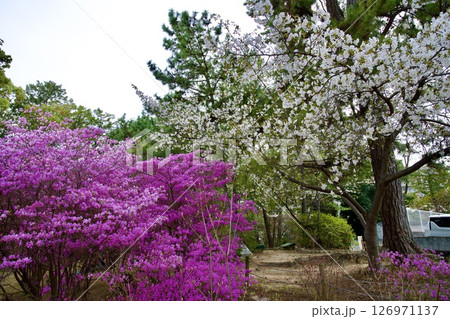 兵庫県西宮市の廣田神社の桜とコバノミツバツツジ（2025年） 126971137