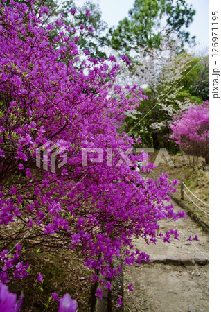 兵庫県西宮市の廣田神社の桜とコバノミツバツツジ(2025年) 兵庫県西宮市の廣田神社の桜とコバノミツバツツジ(2025年) 126971195
