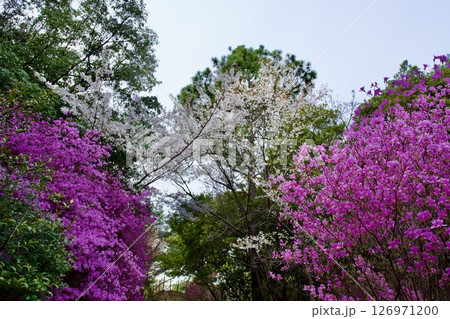 兵庫県西宮市の廣田神社の桜とコバノミツバツツジ（2025年） 126971200
