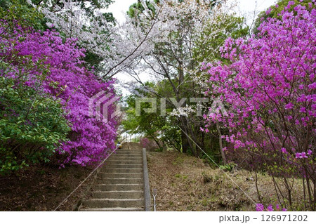 兵庫県西宮市の廣田神社の桜とコバノミツバツツジ（2025年） 126971202