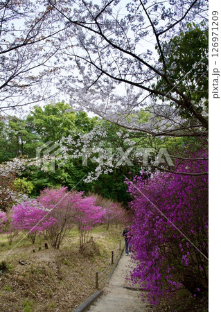兵庫県西宮市の廣田神社の桜とコバノミツバツツジ（2025年） 126971209