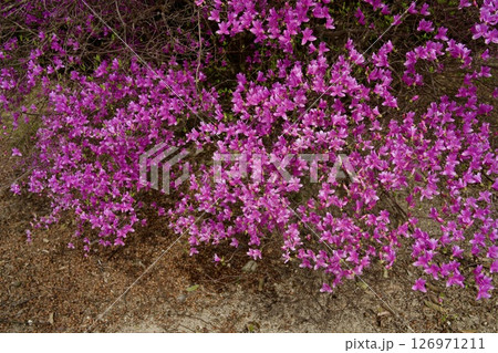 兵庫県西宮市の廣田神社の桜とコバノミツバツツジ（2025年） 126971211