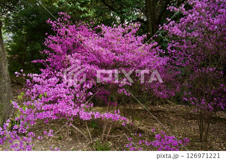 兵庫県西宮市の廣田神社の桜とコバノミツバツツジ（2025年） 126971221