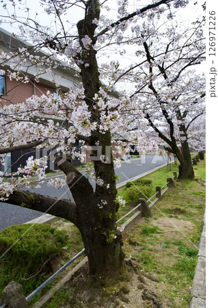 兵庫県西宮市の越水浄水場の桜の通り抜け（2025年） 126971226
