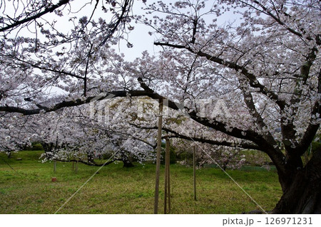 兵庫県西宮市の越水浄水場の桜の通り抜け（2025年） 126971231
