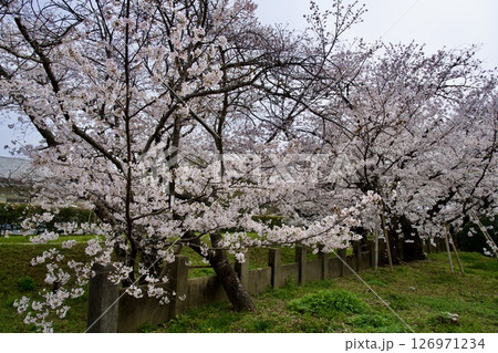 兵庫県西宮市の越水浄水場の桜の通り抜け（2025年） 126971234