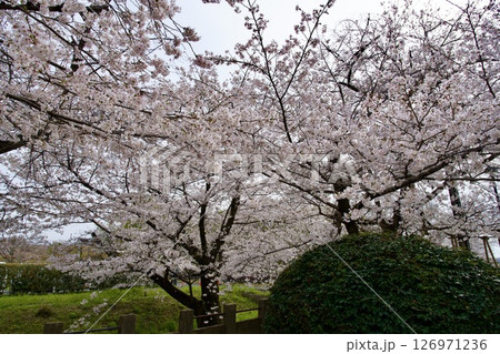 兵庫県西宮市の越水浄水場の桜の通り抜け（2025年） 126971236