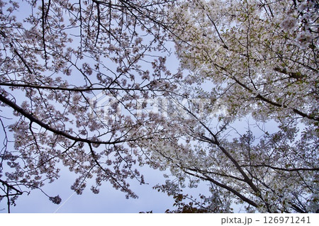 兵庫県西宮市の越水浄水場の桜の通り抜け（2025年） 126971241