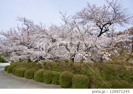 兵庫県西宮市の越水浄水場の桜の通り抜け（2025年） 126971245