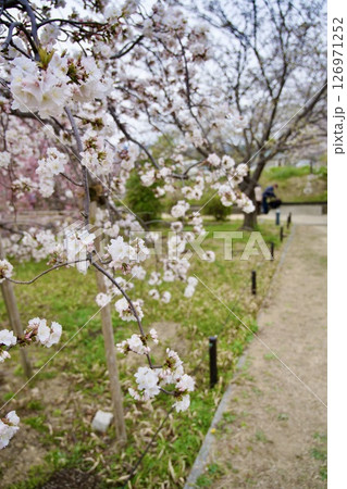 兵庫県西宮市の越水浄水場の桜の通り抜け（2025年） 126971252