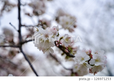 兵庫県西宮市の越水浄水場の桜の通り抜け（2025年） 126971253