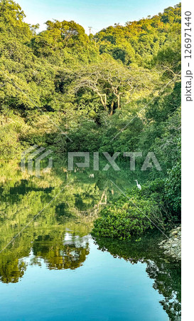 Natural photography, siberian white crane birde trees, lake and mountain reflection Natural photography, siberian white crane birde trees, lake and mountain reflection 126971440